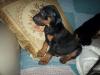 Beatriz-venta cachorros doberman