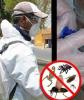 Fumigueya.Com