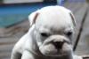Agusbull