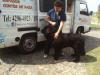 Mascotas peluqueria canina movil
