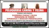 Peluqueria canina
