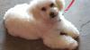 Peluqueria canina PUPPY