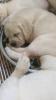 foto de Bailaras Labrador Retriever